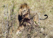 米兰体育下载-雄狮获得宝贵三分，提升排名