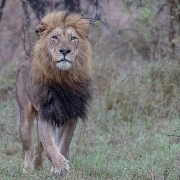 雄狮获得宝贵三分，提升排名